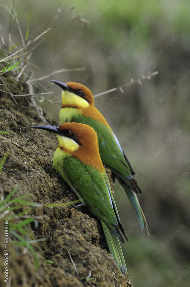 Obraz premium Chestnut-headed Bee-eater (Merops leschenaulti) 