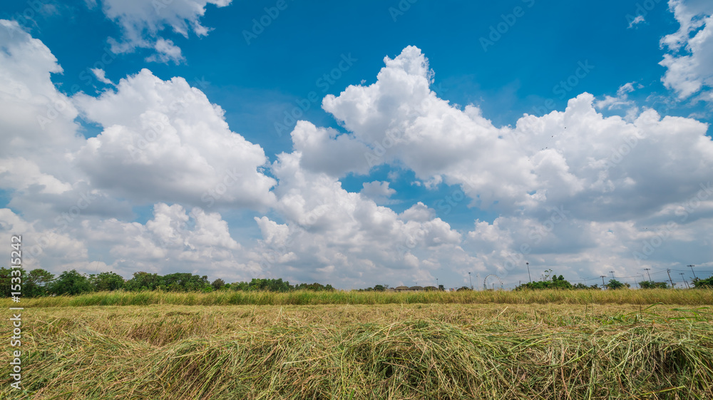 Rices field landscape with clouds and blue sky background