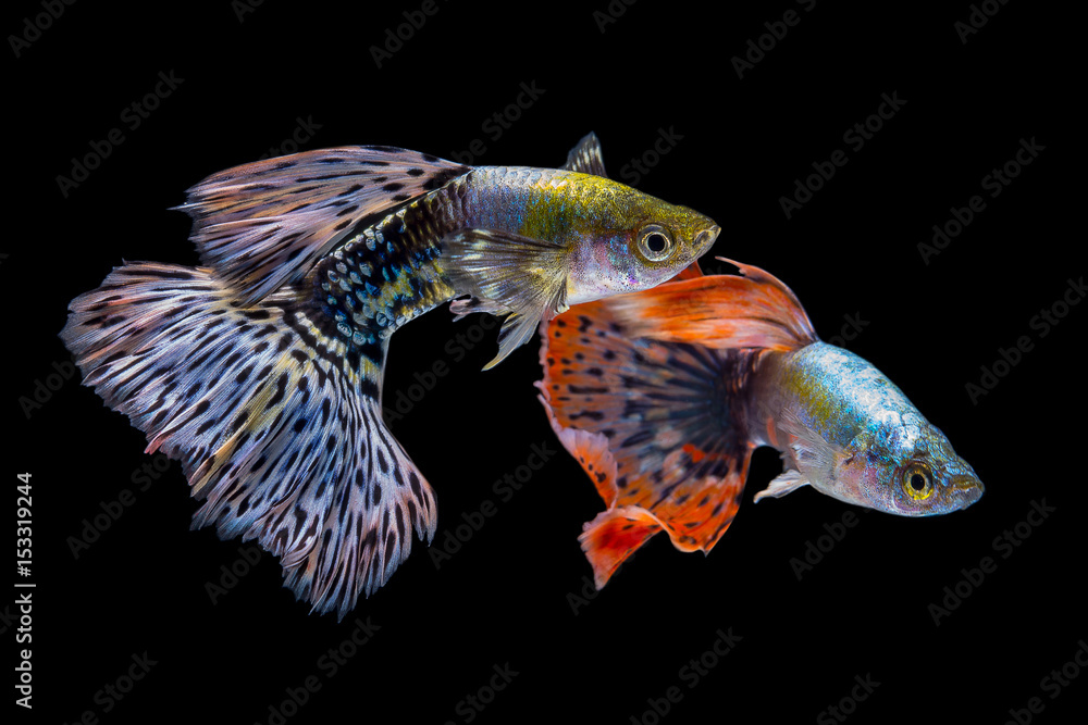 Naklejka premium guppy fish