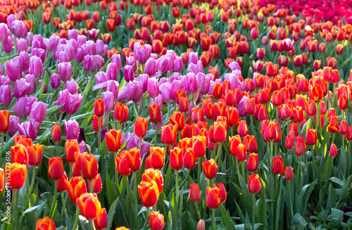 Colorful tulip flower fields blooming in the garden