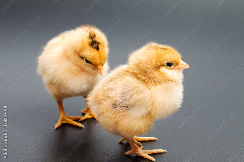 Yellow chickens looking at one black isolated on a background Yellow chickens looking at one black isolated on a background