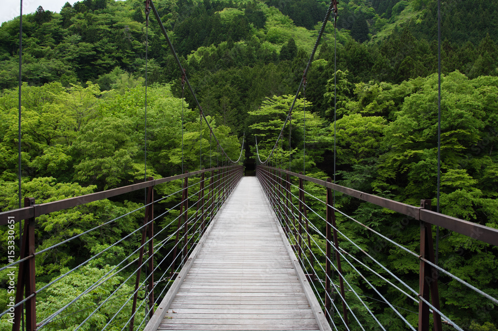 新緑の吊り橋 suspension bridge
