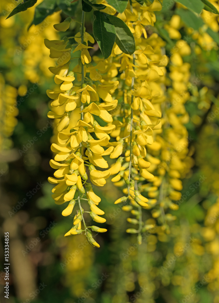 Goldregen, Laburnum StockFoto Adobe Stock