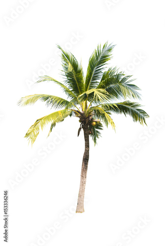 Coconut tree on white background   