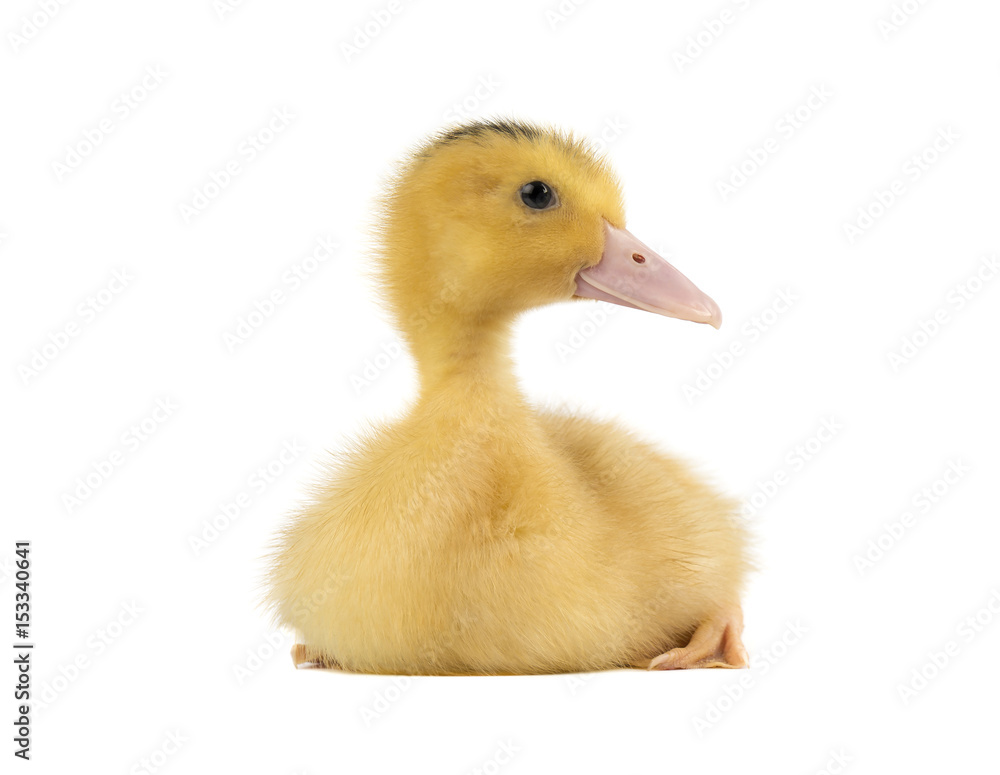 Domestic duckling isolated on white background Domestic duckling isolated on white background