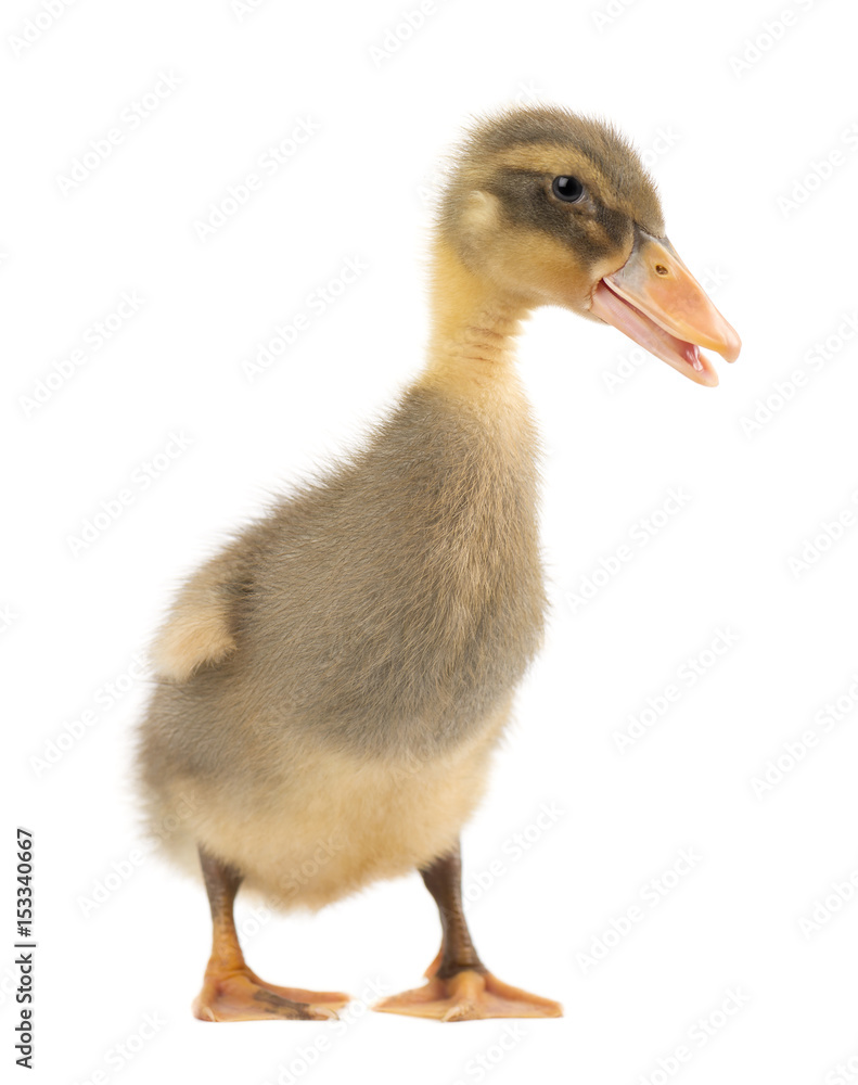 Grey cute duckling isolated on white background Grey cute duckling isolated on white background
