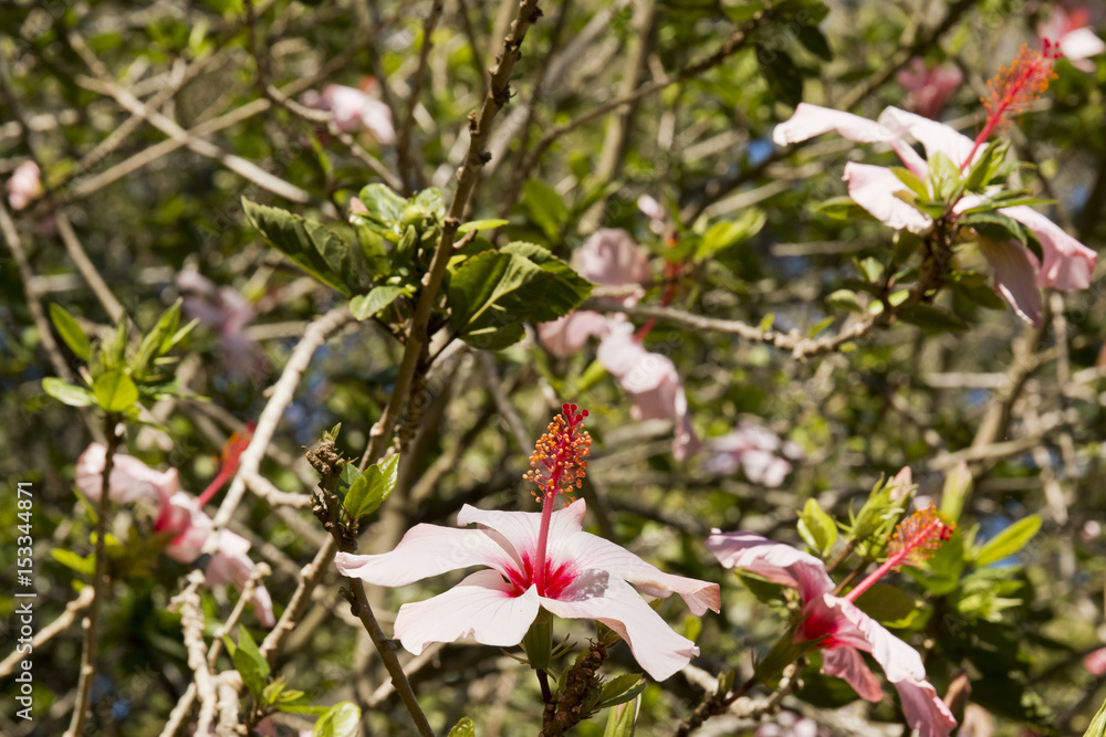 Hibiscus flower in soft sunlight Hibiscus flower in soft sunlight