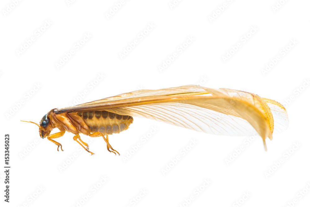 A flying termite or Alates isolated on white background.