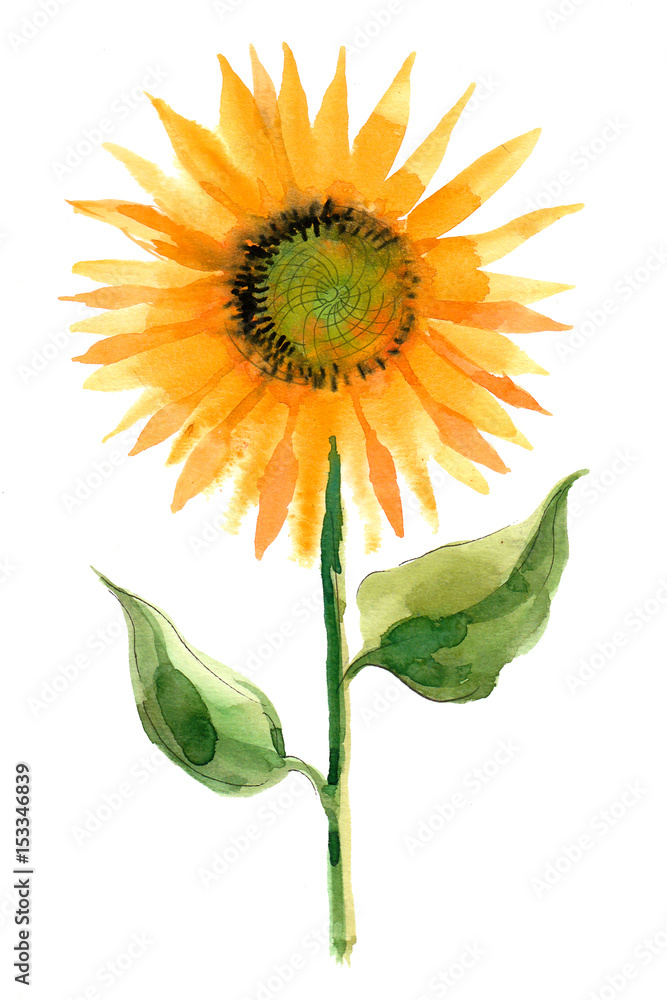 Fototapeta premium watercolor sunflower