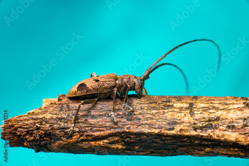 Brown Spined Oak Borer Longhorn Beetle (Arthropoda: Insecta: Coleoptera: Cerambycidae: Elaphidion mucronatum) crawling on a tree branch isolated with buttery, smooth, blue background photo