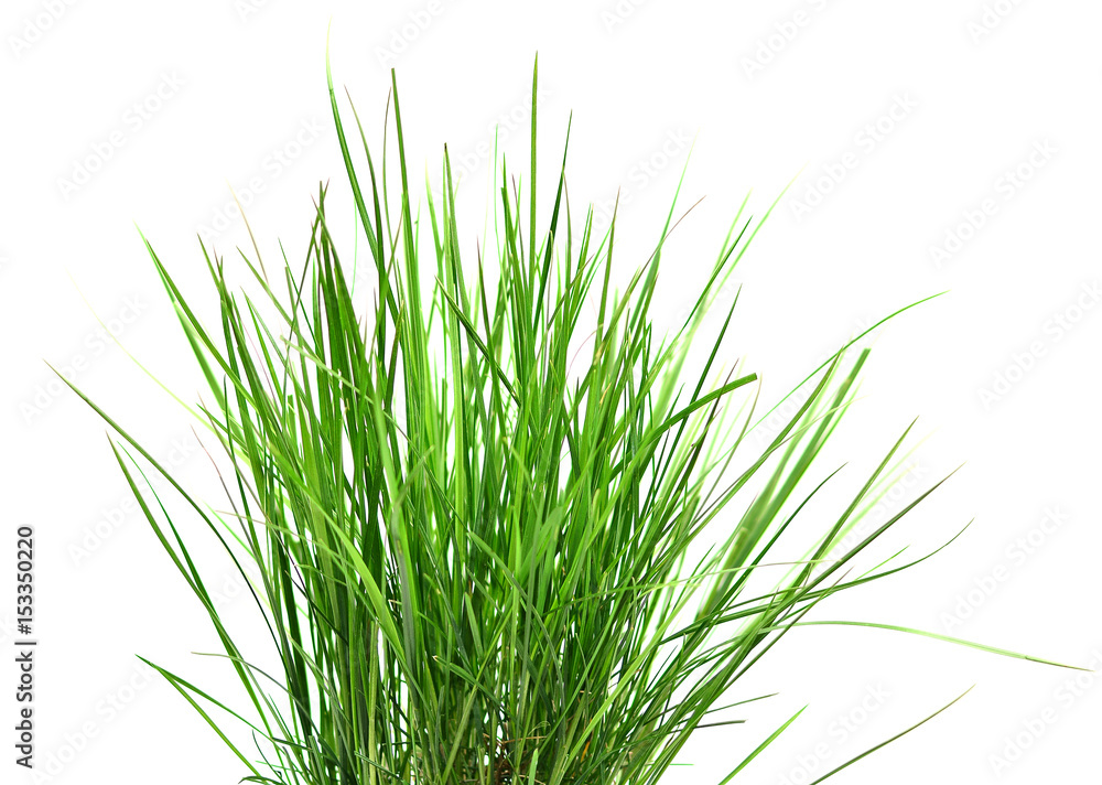 Grass isolated on white background Grass isolated on white background