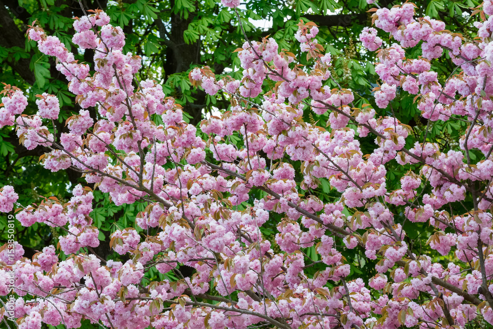 Spring flowering sakura