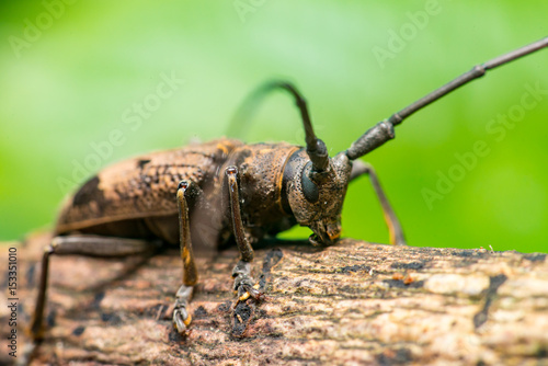 Brown Spined Oak Borer Longhorn Beetle (Arthropoda: Insecta: Coleoptera: Cerambycidae: Elaphidion mucronatum) crawling on a tree branch isolated with buttery, smooth, green background