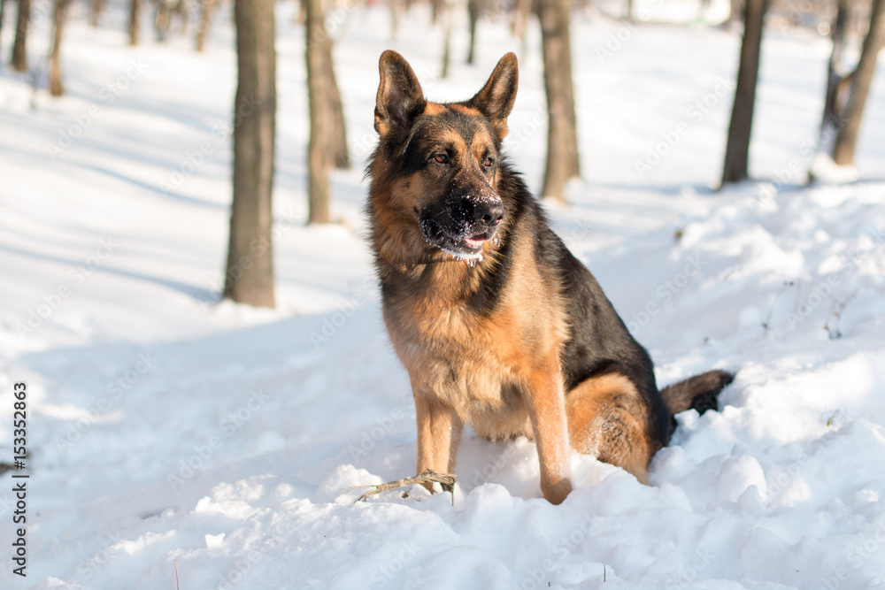 Dog german shepherd in a winter day Dog german shepherd in a winter day