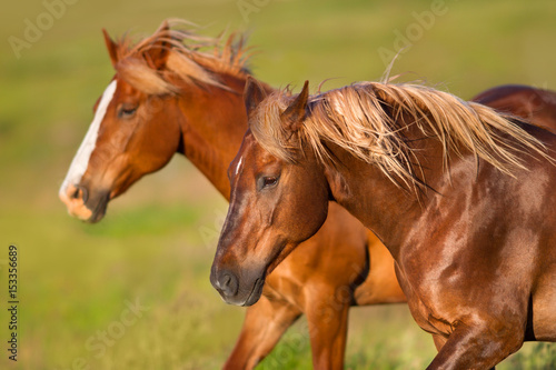 Two horse portrai with long blond mane in motion run in green pasture