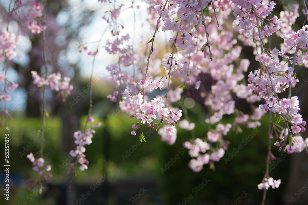 春のバナーに使えそうな美しいしだれ桜2 春のバナーに使えそうな美しいしだれ桜2