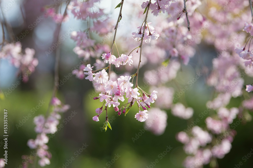 春のバナーに使えそうな美しいしだれ桜のアップ4 春のバナーに使えそうな美しいしだれ桜のアップ4