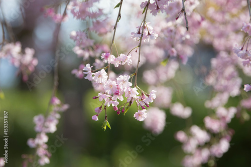 春のバナーに使えそうな美しいしだれ桜のアップ4  © kapinon