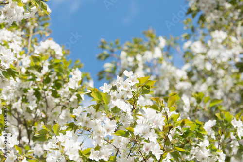 美しい青空と白い桜 山桜 コピースペースあり