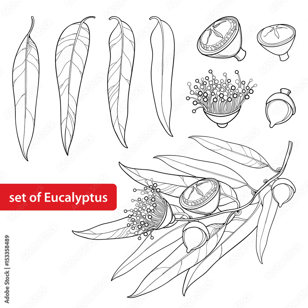 Vector set with outline Eucalyptus globulus or Tasmanian blue gum