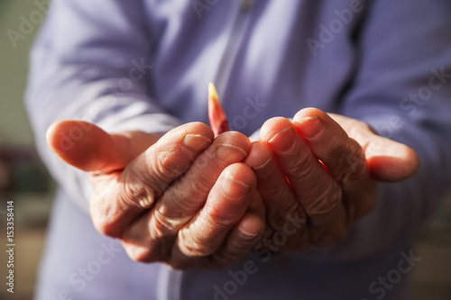 Gladiolus tubers in the hands of an elderly woman. Bulbs of flowers in the wrinkled hands of an elderly man