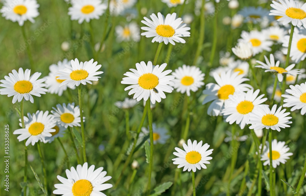 Fototapeta premium Wiesenmargeriten, Leucanthemum