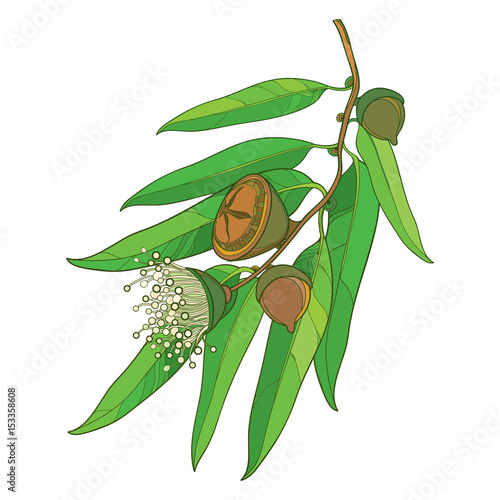 Vector bunch with outline Eucalyptus globulus or Tasmanian blue gum, fruit, flower and green leaves isolated on white background. Contour Eucalyptus branch for cosmetic, pharmaceutical design.