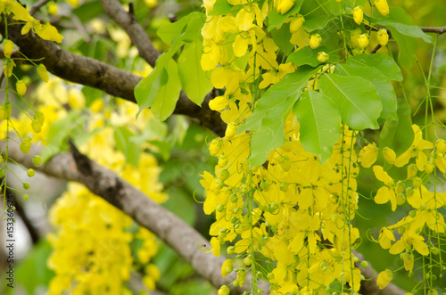 golden rain tree in the garden