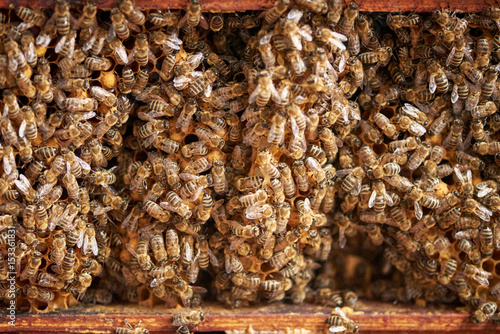 Bienenstock von innen mit Bienen Detailaufnahme