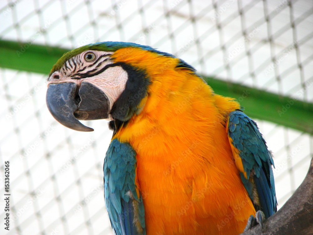 Obraz premium a parrot