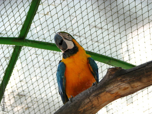 a parrot