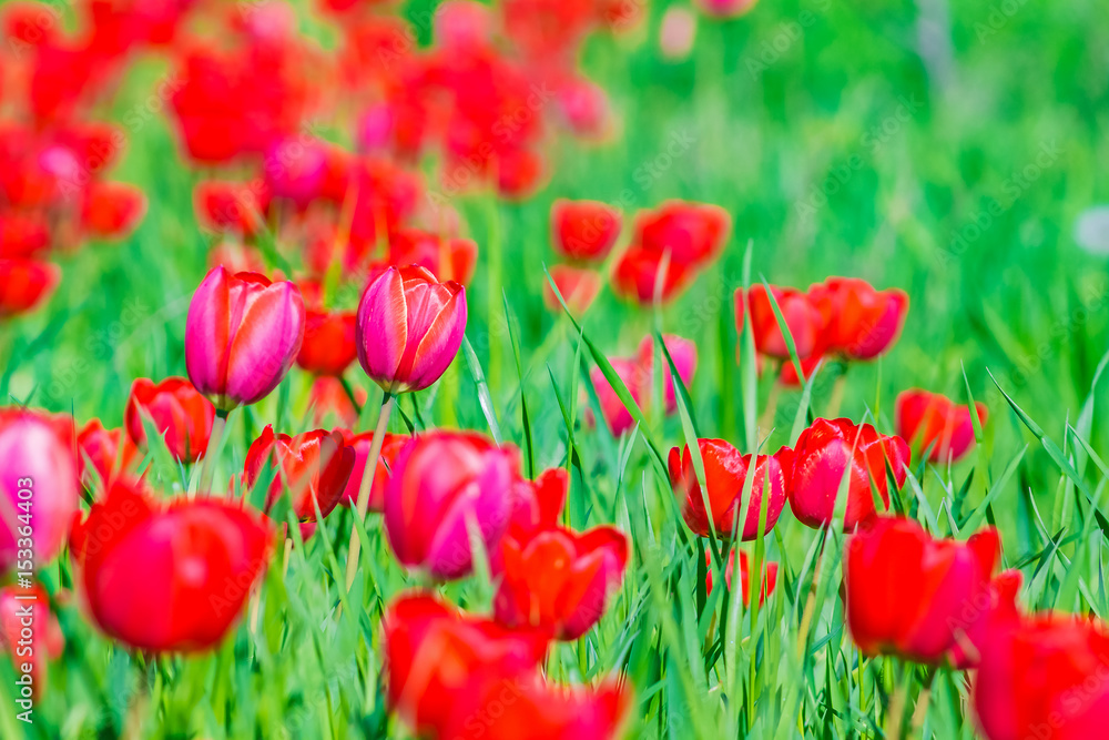 Fototapeta premium Red tulips in green grass on a sunny spring day, nature background