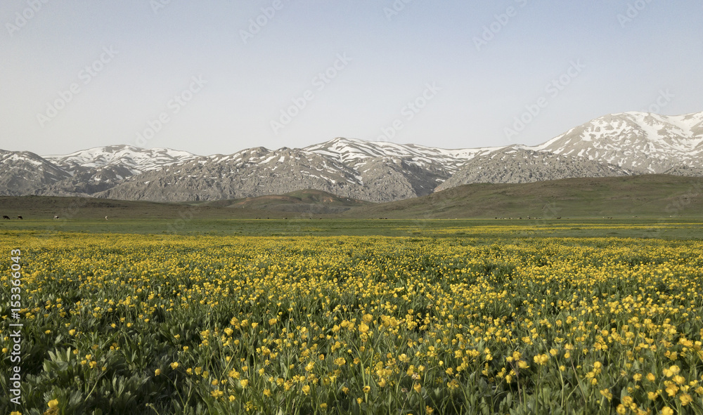 sarı çiçekler,yayla ve karlı dağ manzaraları