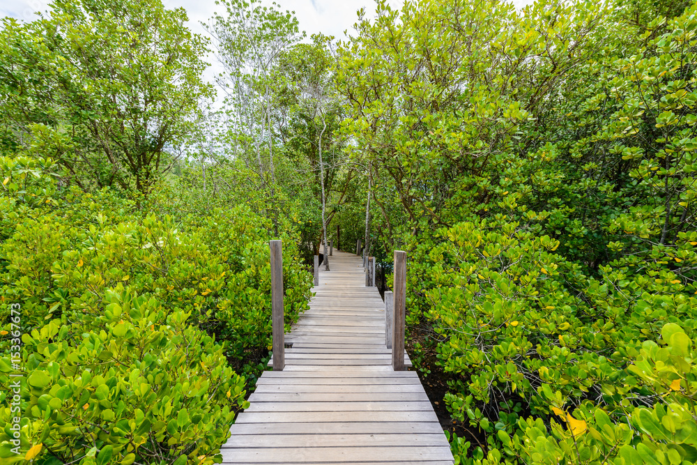 Fototapeta premium Nature learning path, made from wooden, and walk through Ceriops tagal forest
