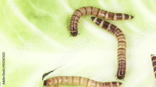 Zofobas larvae on cabbage photo