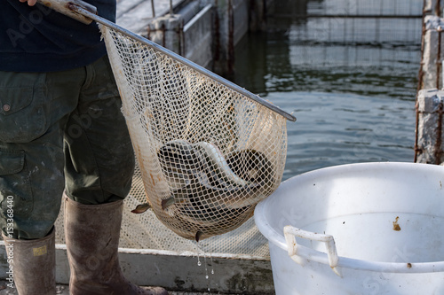 Photos The traditional eel festival in Comacchio Italy