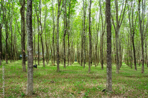 Rubber tree  hevea brasiliensis in shady plantation
