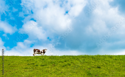 Landscape photo with green grass and beautiful sky