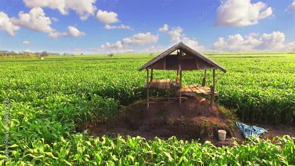 Aerial view : Corn farming is popular in the agricultural industry. Aerial view : Corn farming is popular in the agricultural industry.