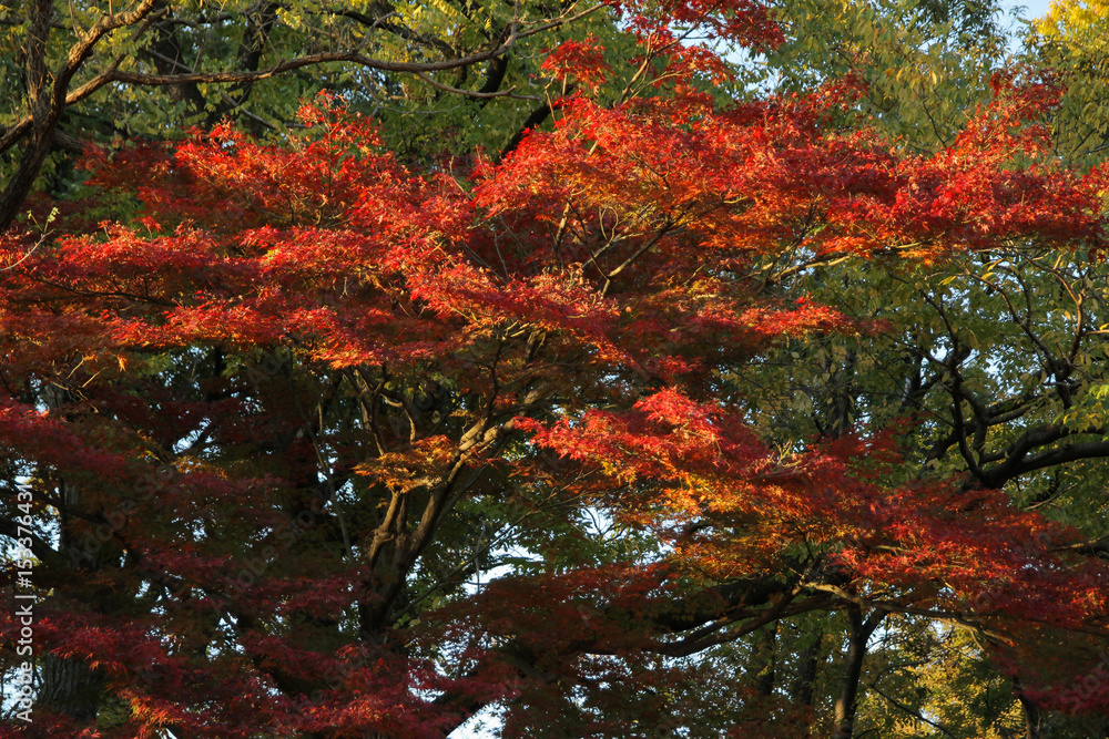 Autumn Leaves, Fall Colors, Japan Autumn Leaves, Fall Colors, Japan