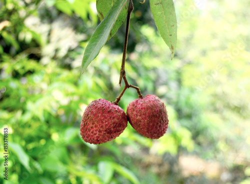 Lychee on green nature background 