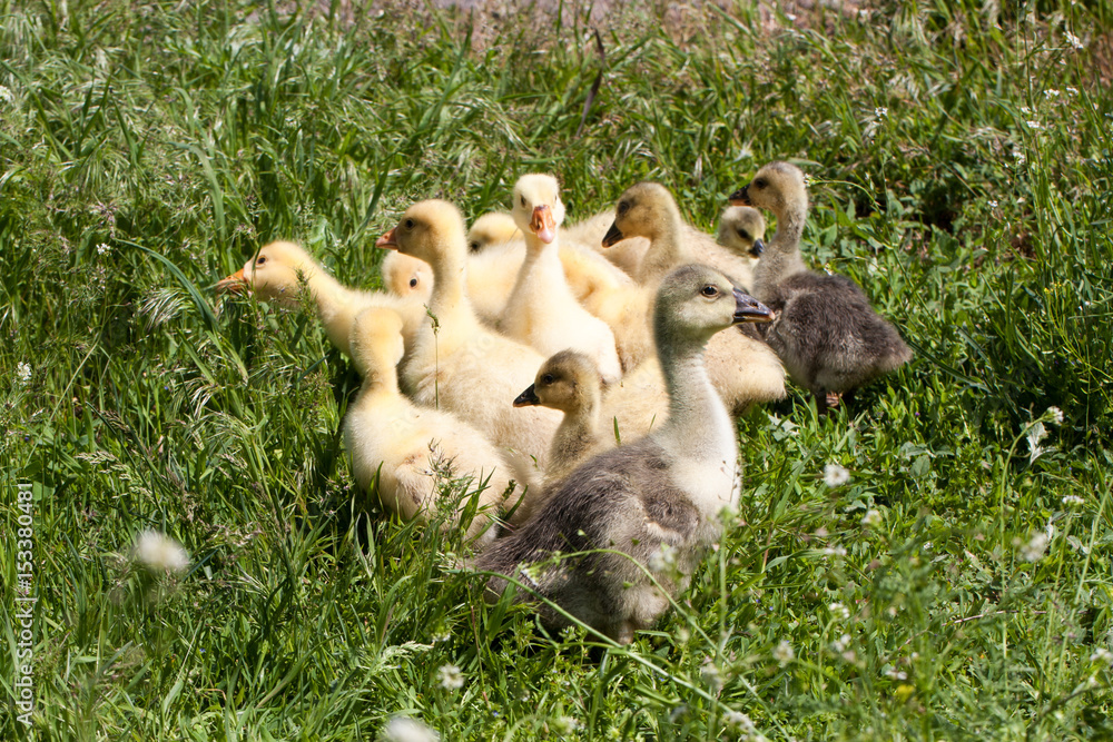 A flock of little geese grazing in green grass A flock of little geese grazing in green grass