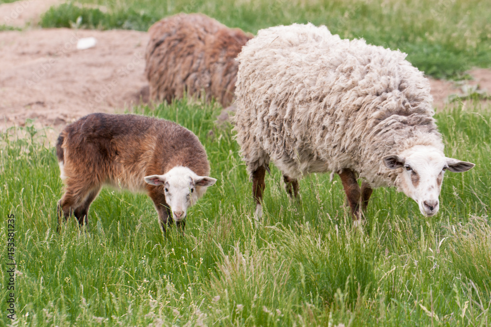 Sheep and lamb grazing on green grass Sheep and lamb grazing on green grass