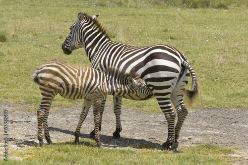 Kenya Nakuru Zebra