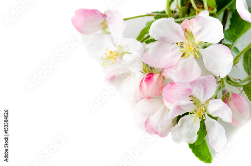 Branch of a blossoming apple-tree on a white background, close-u