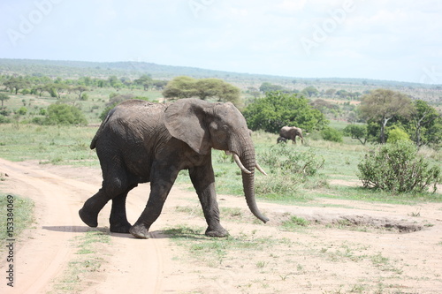 Wild Elephant  Elephantidae  in African Botswana savannah