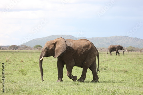 Wild Elephant  Elephantidae  in African Botswana savannah