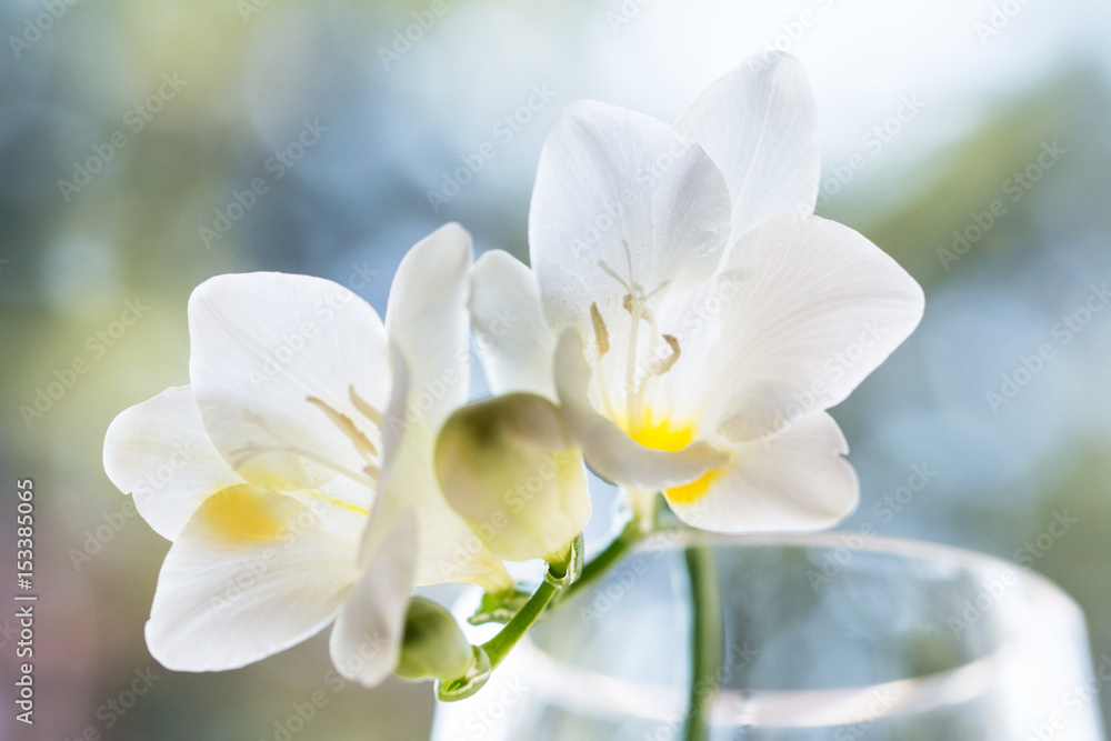 Delicate white freesia blossom in soft sunlight - closeup Delicate white freesia blossom in soft sunlight - closeup