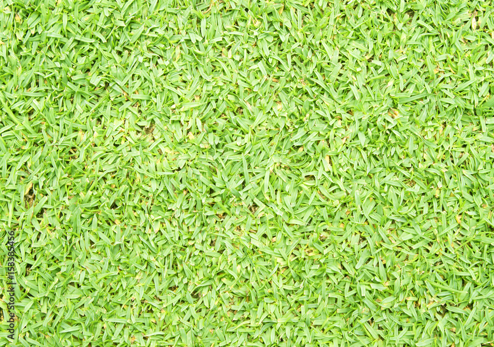 grass grass