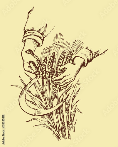 Hand mowing sickle wheat. Vector drawing
